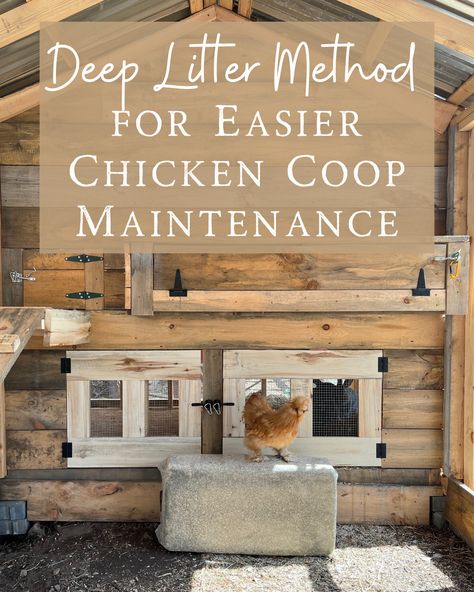 Deep Bedding Chicken Coop, How To Keep Chicken Coop Clean, Low Maintenance Chicken Coop, Chicken Coop Litter, Easy To Clean Chicken Coop, Inside Chicken Coop Designs, Natural Chicken Coop, Beginner Homesteading, Deep Litter Method