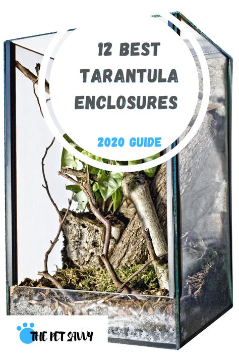 Tarantula Setup, Arboreal Tarantula Enclosure, Spider Enclosure Ideas, Tarantula Enclosure Ideas, Red Knee Tarantula, Class Pets, Tarantula Enclosure, Pet Tarantula, Small Terrarium