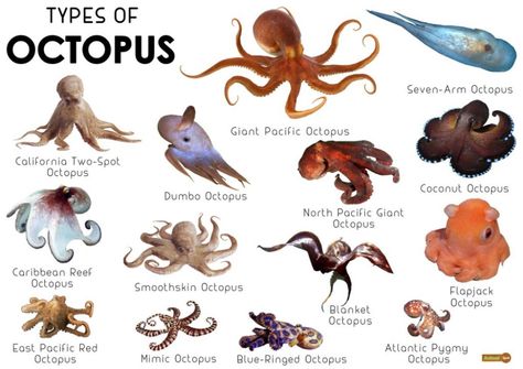 Octopus Facts, Types, Lifespan, Classification, Habitat, Pictures Different Types Of Octopus, Argonaut Octopus, Types Of Octopus, Day Octopus, Flapjack Octopus, Octopus Facts, Mimic Octopus, Blanket Octopus, Coconut Octopus