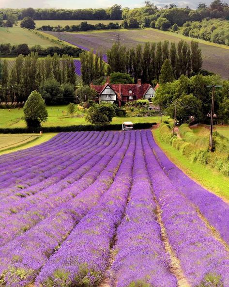 We LOVE England🇬🇧🏴󠁧󠁢󠁥󠁮󠁧󠁿 on Instagram: “The glorious Lavender Farm in Sevenoaks, Kent🌿💜 „Castle Farm are now the largest Lavender farm in the UK growing over 130 acres of the…” Lavender Farms, Provence Lavender Fields, Lavender Farm Aesthetic, Valensole France Lavender Fields, England Aesthetic, Kent England, Lavender Farm, Visiting England, England Uk