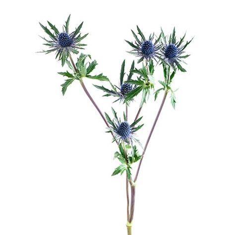 Sea Holly Bouquet, Holly Bouquet, Thistle Plant, Flower Cones, Dried Flowers Diy, Flower Identification, Sea Holly, Flower Meanings, Florist Shop