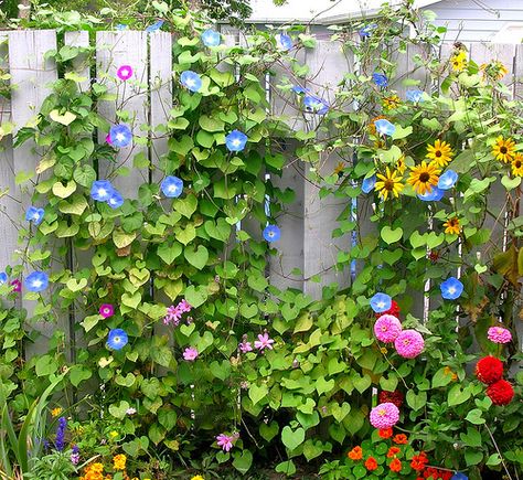 fence Fence Border Garden, Planting Against A Fence, Flowers On Fence, Best Flowers For Fence Line, Fence Flowers, Flowers Growing On Fence, Wildflowers Under Trees, Back Yard Fence Line Plants, Wildflowers Along Fence Line