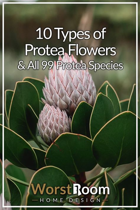 Types of Protea Protea Plant Gardens, Proteas Flower, Protea Garden, King Protea Flower, Protea Plant, Fast Growing Shrubs, Protea Flowers, King Protea, Protea Flower