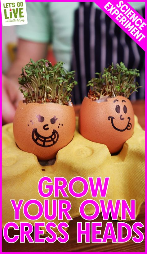 Cress Heads, Science Project For Kids, Plants Science, Education Science, Science Projects For Kids, Science Activities For Kids, Plant Science, Science Project, Food Science