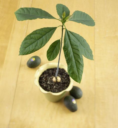 How to Grow an Avocado Tree from a Pit Avocado Seed Growing, Avocado Baby, Avocado Plant, Grow Avocado, How To Make Guacamole, Avocado Seed, Bulb Vase, Avocado Tree, Mango Tree