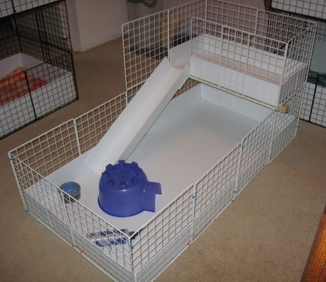 2 level c cavy cages Hedgehog Ideas, Guinea Pig Supplies, Cavy Cage, Hedgehog Cage, Diy Guinea Pig Cage, Run Photo, Guinea Pig Diy, Homemade Dog Toys, C&c Cage