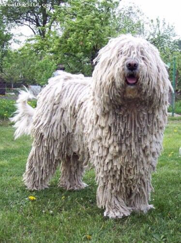 KOMONDOR Dog More Komondor Puppy, Komondor Dog, Mop Dog, Puli Dog, Hungarian Dog, Livestock Guardian, Big Dog Breeds, Dog Itching, Dog Winter Coat