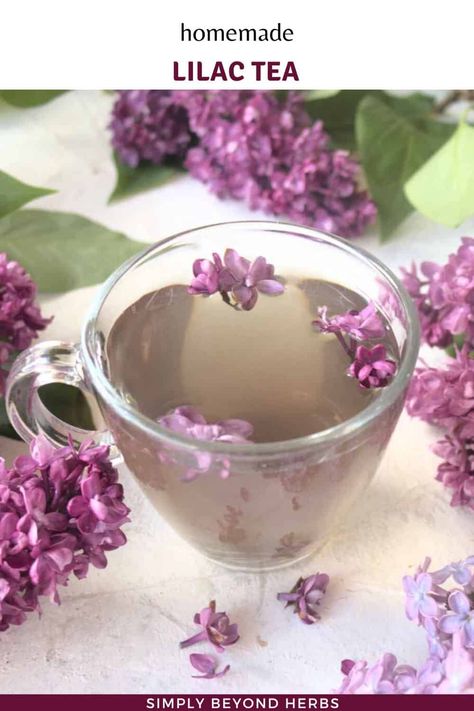 Lilac Tea Recipe from Fresh Lilac Flowers Lilac Recipes, Lilac Syrup, Lilac Tea, Tea Blends Recipes, Herbal Tea Recipes, Comforting Dinner, Herbal Teas Recipes, Healthy Herbs, Herb Recipes