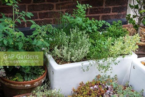 A recycled Belfast sink planted with herbs beside a tomato plant. Belfast Sink Garden, Herb Garden Layout, Belfast Sink, Tomato Plant, Butler Sink, Plant Photography, Tomato Plants, Garden Layout, Belfast