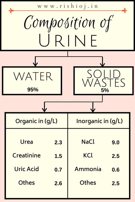 Composition of Urine - A type of Trimala Liquid Waste, Ayurveda Lifestyle, Facts About Humans, Nike Art, Biology Facts, Dividend Investing, Human Anatomy And Physiology, Medical Studies, Herbs For Health