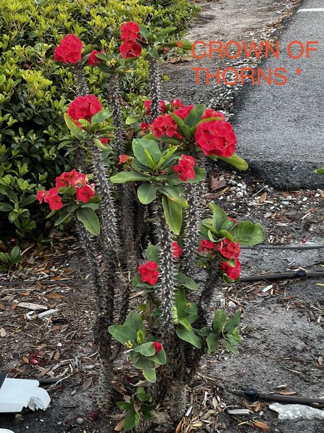 Crown Of Thorns Flower, Crown Of Thrones, Crown Of Thorns Plant, The Crown Of Thorns, Plant Zones, Red Crown, Dream Pools, Crown Of Thorns, Sun And Water