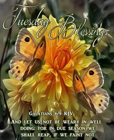 Tuesday Blessings! Tuesday Morning Blessings Kjv, Tuesday Morning Blessings, Tuesday Blessings Mornings, Quick View Bible, Prayer Jar, Tuesday Blessings, Baby Labels, Good Sunday Morning, Peace Scripture