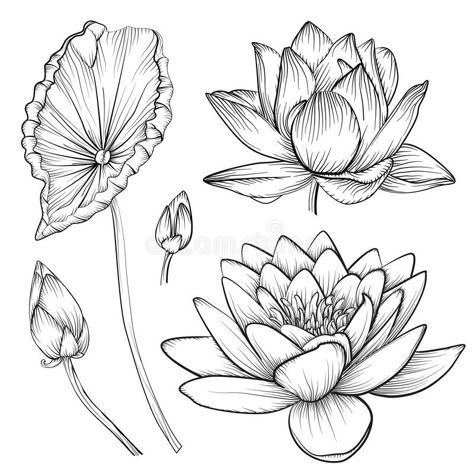 Water Lily Drawing, Lotusblume Tattoo, Lotus Drawing, Water Lily Tattoos, Flor Tattoo, Lilies Drawing, Kunst Tattoos, Lotus Flower Art, Lotus Art