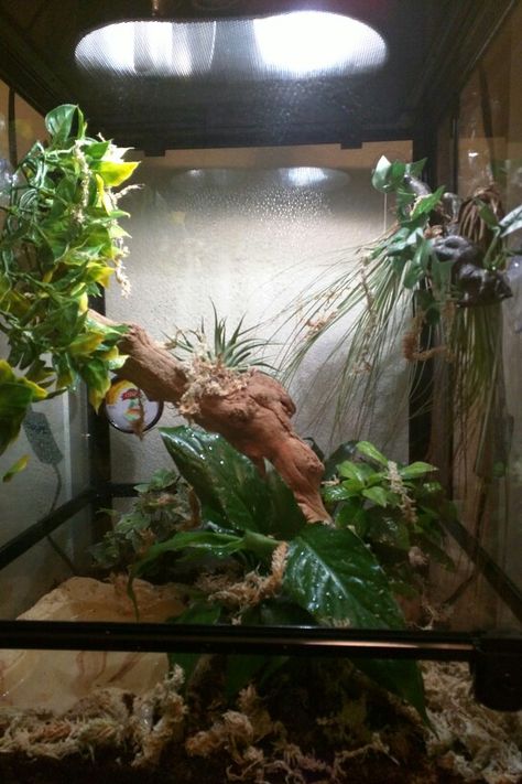 Red Eyed Tree Frog Terrarium, Gecko Enclosure Ideas, Crested Gecko Enclosure, Tree Frog Terrarium, Gecko Enclosure, Frog Terrarium, Enclosure Ideas, Red Eyed Tree Frog, Reptile Terrarium