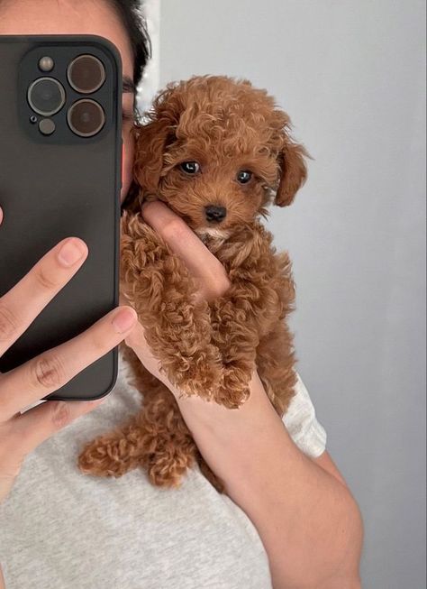 Very Cute Dogs Pets, Bichon Frise Puppy Brown, Puppy Toy Poodle, Multi Poo Puppies, Maltipoo Puppy Brown, Australian Doodle Puppy, Teacup Maltipoo Puppy, Maltipoo Aesthetic, Small Cute Dogs