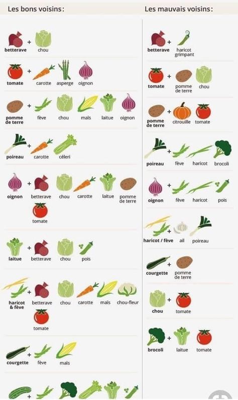 Jardinage potagers astuces | Association des légumes au jardin potager bio | Facebook Bio Facebook, Greenhouse Farming, Bio Organic, Garden Planter Boxes, Home Vegetable Garden, Good And Bad, Vegetable Garden Design, Food Garden, Farm Gardens