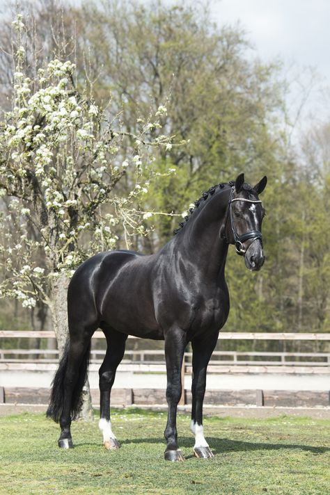 Black Mare Horse, Black Dutch Warmblood, Thoroughbred Horse Black, Black Warmblood Horse, Black Dressage Horse, Fresians Horses Aesthetic, Black Horses Aesthetic, Pretty Horse Pictures, Black Horse Pictures