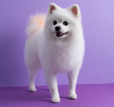 White Pomeranian Haircut, Pomeranian Haircut, White Pomeranian, Spitz Dogs, Dog Haircuts, Pomeranian Dog, Purple Backgrounds, Dog Sitting, Cut And Style