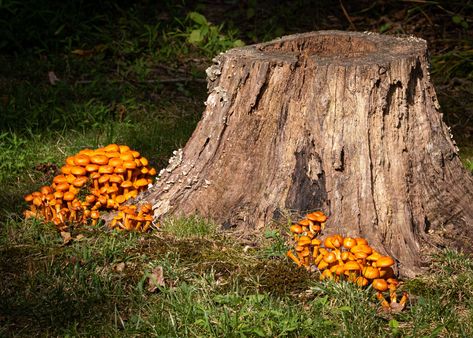 Tree Stump Ideas, Decorate Tree, Stump Ideas, Tree Stump Planter, Short Trees, Stump Grinding, Concrete Bird Bath, Indoor Fairy Gardens, Teacup Gardens