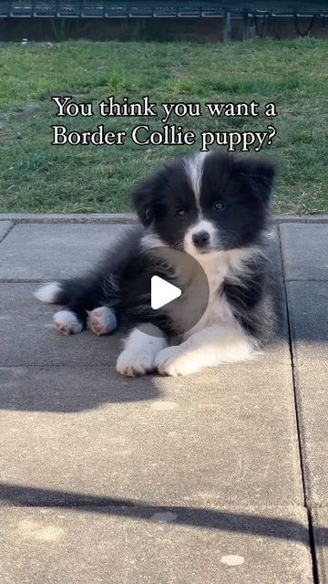 Baby Border Collie, Border Collie Puppy Training, Border Collie Humor, Border Collie Colors, Border Collie Training, Border Collie Pictures, Cute Border Collie, Border Collie Puppy, Collie Puppy