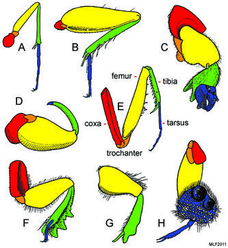 Picture Insect Anatomy Drawing, Insect Oc, Bugs Anatomy, Wasp Anatomy, Bug Anatomy, Leg Types, Insect Legs, Insect Anatomy, Leg Anatomy