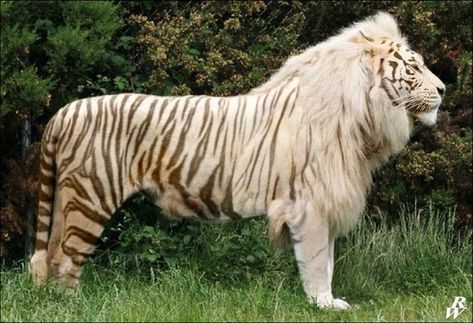 Tigon...female lion, male tiger cross Jungle Boogie, List Of Animals, Most Beautiful Animals, Unusual Animals, Rare Animals, Large Cats, Weird Animals, Animals Of The World, Animal Photo