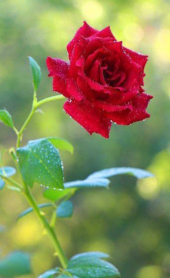 Roses Vase, Love Rose Flower, Rose Flower Pictures, Bhakti Yoga, Rose Seeds, Rose Flower Wallpaper, Beautiful Red Roses, Rose Images, Flowers Wallpapers