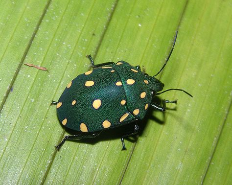 Weird Bugs, Shield Bug, Shield Bugs, Peruvian Amazon, Beautiful Insects, Cool Insects, Bug Collection, Cool Bugs, Beetle Bug