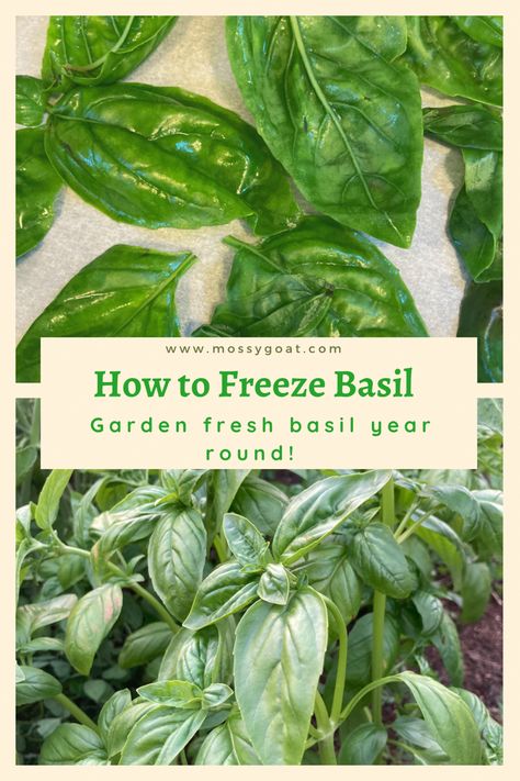 Basil growing bountiful in a garden and being frozen to preserve color, flavor, and nutrition. Storing Fresh Basil, Freezing Cilantro, Storing Basil, Preserving Basil, Making Pesto, Freezing Pesto, Basil Garden, Dried Basil Leaves, Basil Pesto Recipes