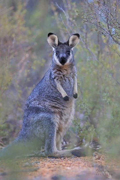 Australian Mammals, Kangaroo Stuffed Animal, Wildlife Photographer, Nature Photographer, Australian Wildlife, Unusual Animals, Australian Animals, Nature Photographs, Weird And Wonderful