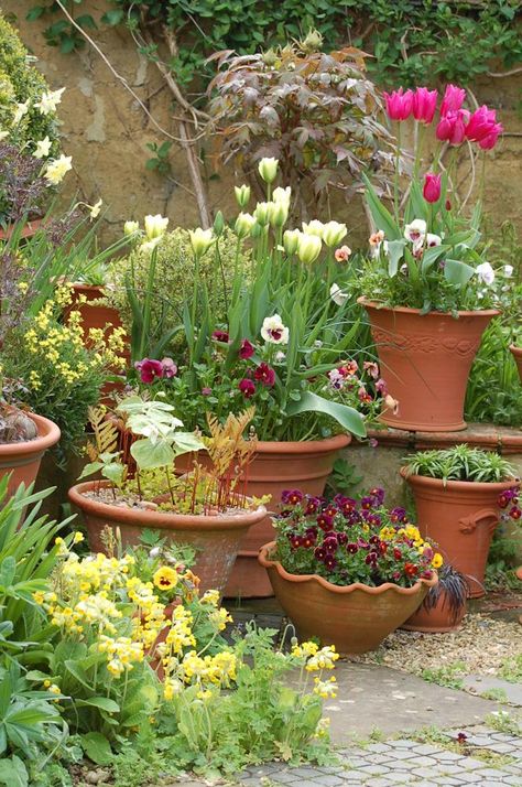 Tulip Avignon Container Garden Design, Potted Plants Outdoor, Container Gardening Flowers, Garden Containers, Spring Bulbs, Courtyard Garden, Small Gardens, Types Of Flowers, Container Plants