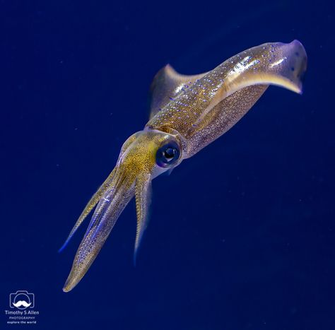 Bigfin Reef Squid, Squid Reference, Squid Pictures, Sea Life Tattoos, Speed Form, Squid Tattoo, Fish Photos, Alien Life Forms, Alien Life