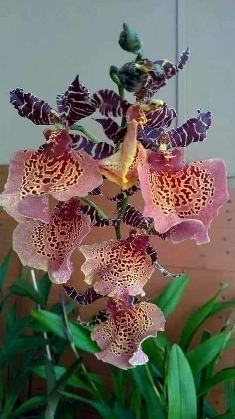 Flowers' Delight by... - Flowers' Delight by Jing Mystika Rare Orchids, Garden Calendar, Exotic Orchids, Flower Vase Arrangements, Nothing But Flowers, Unusual Plants, Unusual Flowers, Beautiful Orchids, Rare Flowers