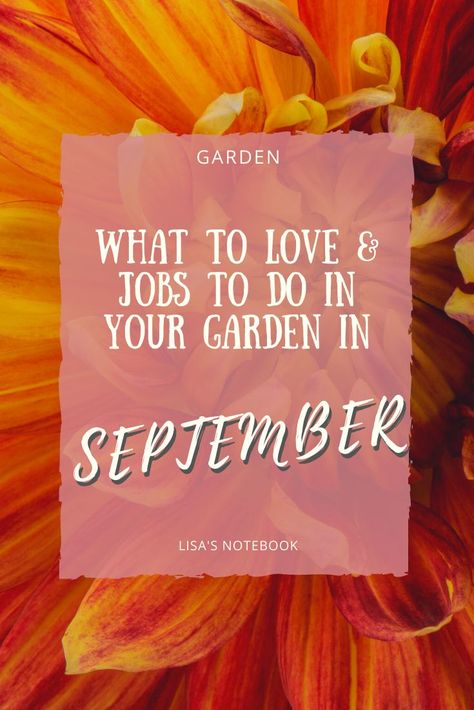 September in your garden is a busy time on the gardening calendar with lots to do and love. Here are some gardening jobs for September and some gardening tips to help you make the most of your Autumn garden 💚 . . . . . #Septembergarden #Septembergardenjobs #gardening #gardendiary #gardeningcalendar #gardenbymonth #gardentips #Autumngarden #Autumngardentasks #whattodointhegardeninSeptember #Septembergardeningtips September Garden, Gardening Calendar, Love Job, Purple Petunias, Safe Playground, Playground Flooring, Luxury Garden Furniture, Giant Sunflower, Garden Diary