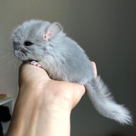 Chinchilla Cute, Chinchilla Pet, Cute Small Animals, Chinchillas, Cute Hamsters, Super Cute Animals, Cute Animals Images, Pretty Animals, Silly Animals