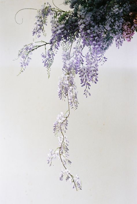 Wisteria Aesthetic, Purple Flowers Aesthetic, Cloud Installation, Flower Cloud, Wisteria Flower, Trailing Flowers, Wisteria Tree, Purple Wisteria, Flower Installation