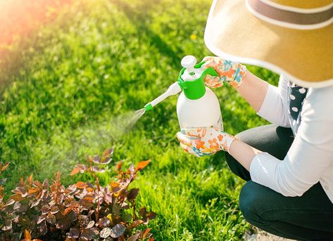 8 Reasons Not to Use Pesticides in Your Yard and Garden  ||  The advent of modern pesticides has meant that even home gardeners can achieve pristine landscaping and gorgeous, green lawns with chemical management. But using pesticides also has its drawbacks. Before you decide to use pesticides in your yard, be aware of the downsides. https://www.bobvila.com/slideshow/8-reasons-not-to-use-pesticides-in-your-yard-and-garden-52794?slide_name=general-pesticides-for-residential-use-downsides& Organic Lawn Care, Organic Insecticide, Organic Pesticide, Organic Pest Control, Plant Pests, Insecticidal Soap, Garden Pest Control, Pest Management, Insect Control