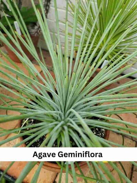 Have you ever wished for a very low-maintenance succulent that can bring a desert vibe into your doors? Your answer is probably, Yes. As a gardener, finding a succulent requiring minimal care is like a treasure, Right? In this article, I am glad to inform you that we have found that treasure, especially for you, ... Read more Agave Potted Plant, How To Propagate Agave Plant, Types Of Agave Plants, Agave Parryi Truncata, Agave Geminiflora, Succulent Images, Sensitive Plant, Propagating Succulents, Desert Vibes