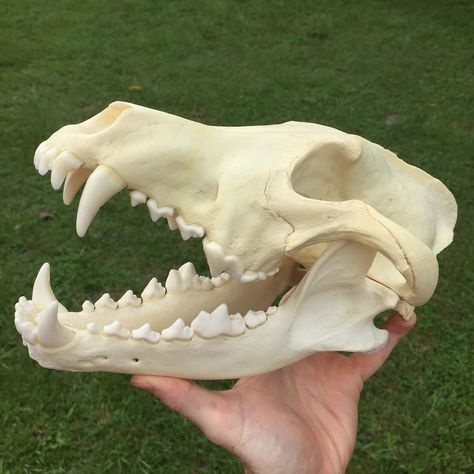 Wolf Skull Drawing Reference, Wolf Skull Reference, Animal Skull Reference, Wolf Skull Art, Bone Identification, Fossil Identification, Skulls Animal, Dire Wolves, Grey Wolves