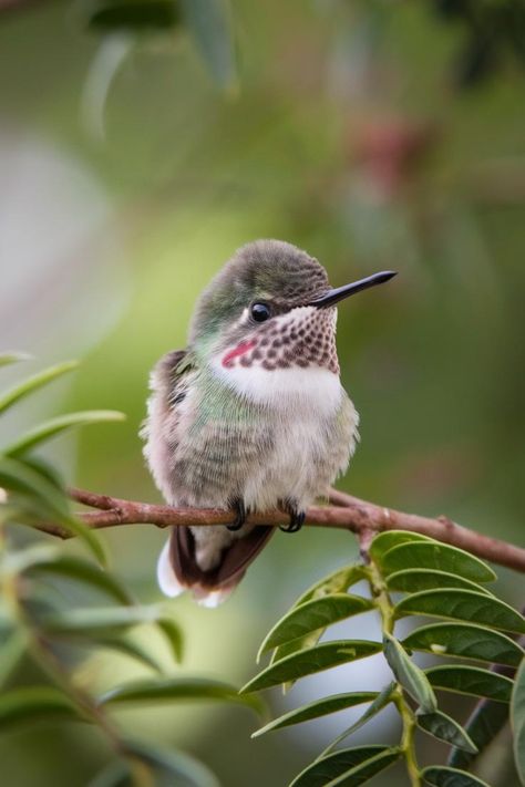 Baby Hummingbird Hummingbird Migration, Baby Hummingbirds, Gardening Essentials, Bee Hummingbird, Hummingbird Photos, Squirrel Proof Bird Feeders, Bird Migration, Most Beautiful Birds, Robin Bird