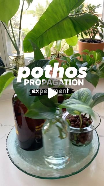 Plants | Decor | Inspiration on Instagram: "Pothos propagation experiment 🌿

let’s test out five different methods (clear glass • leca • soil • perlite • amber glass) for propagating pothos plants, to see which works best

I’ve only ever propagated plants straight into soil or a clear glass with water, so I’m excited to see if there’s any difference in speed or quality of root growth

follow along for updates! ✨

🎥 @agreenapt golden

#plant #plantlover #plants #plantsmakepeoplehappy #indoorjungle #plantlife #houseplants #indoorplants #plants #plantlover #planttherapy #urbanjunglebloggers #plantsofinstagram #plantcare #plantcaretips #plantcare101 #plantcareisselfcare #planttherapy #plantlover #plantlearning #indoorhouseplants #goldenpothos #goldenpothosplant #pothos #pothosplant #plantsof Propagating Pothos, Pothos Propagation, Propagated Plants, Pothos In Water, Glass With Water, Pothos Plants, Golden Pothos, Pothos Plant, Plant Therapy