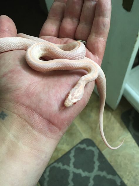 Coral Snow Corn Snake, White Corn Snake, Snow Corn Snake, Snake Names, Corn Snakes, Baby Corn, Corn Snake, White Corn, Snakes