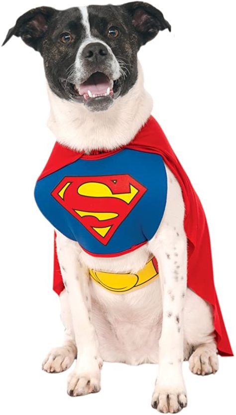 Amazon.com : DC Comics Pet Costume, Superman, Large : Pet Supplies Dog Costumes Halloween Large, Superman Halloween Costume, Superman Halloween, Superhero Halloween Costumes, Superman Cape, Superhero Halloween, Superman Costumes, Mini Pinscher, Cat Halloween Costume