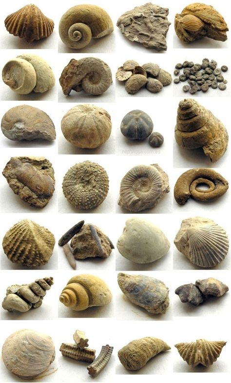 Pearl-Nautilus : Photo Shell Fossil, Fossil Hunting, Fossil Bones, Rocks And Fossils, Geology Rocks, Dinosaur Fossils, Prehistoric Animals, Minerals And Gemstones, Rocks And Gems