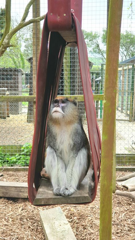 Fox Enrichment, Lemur Enrichment, Monkey Enrichment, Equine Enrichment, Farm Dogs Breeds, Primate Enrichment, Fox Habitat, Monkey Cage, Zoo Enrichment