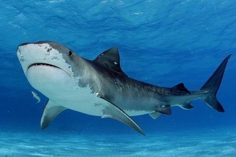 Tiger Shark Galeocerdo cuvier in shallow water  #animal #tiger #shark #galeocerdo #cuvier #shallow #water #photography Shark Background, Shark Images, Shark Photos, Shark Pictures, Species Of Sharks, Shark Drawing, Bull Shark, Australia Animals, Shark Art