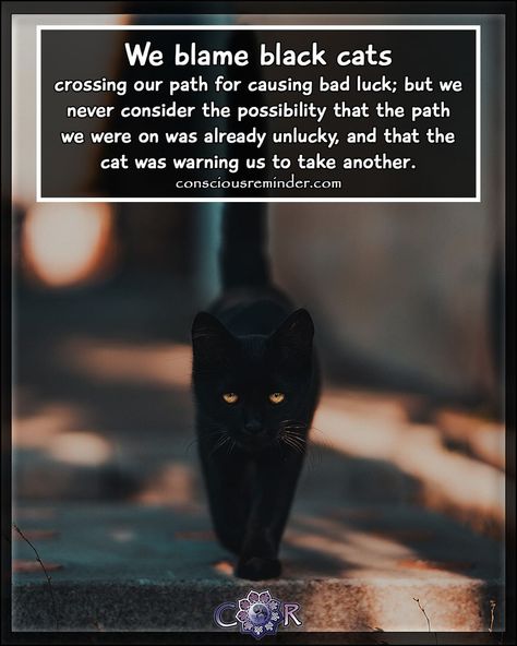 Black Cat Pictures, Goddess Magick, Our Path, Animal Companions, Cat Pics, Wisdom Quotes, Black Cat, Black, Instagram