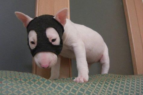 Pup Mini Bull Terriers, English Bull Terrier, Bull Terrier Puppy, English Bull Terriers, Silly Dogs, Staffordshire Bull Terrier, Bull Terrier Dog, Silly Animals, Cute Little Animals