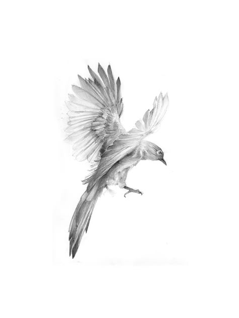 Zbor / Flight on Behance Drawings Of Birds, Bird Anatomy, Swallow Bird Tattoos, Body Construction, Round Of Applause, Bird Sketch, Stood Up, Cross Art, Tattoo Style Drawings