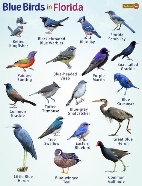 Galapagos Islands Animals, Feather Identification, Omnivorous Animals, Tiny Baby Animals, Oviparous Animals, Names Of Birds, Bird Study, Animals Name In English, Florida Birds